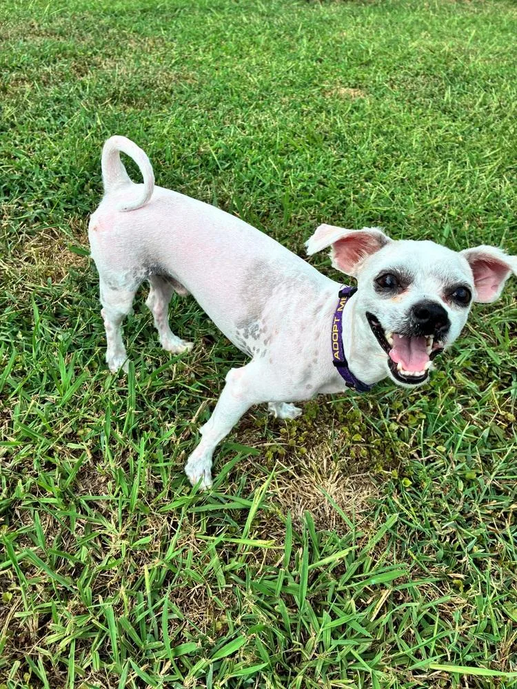 An adult small-sized male Havanese dog named Milkshake for adoption in Youngsville, NC