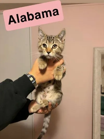 A baby medium-sized female Tabby (Brown / Chocolate) Domestic Short Hair cat named Alabama for adoption in Mokena, IL