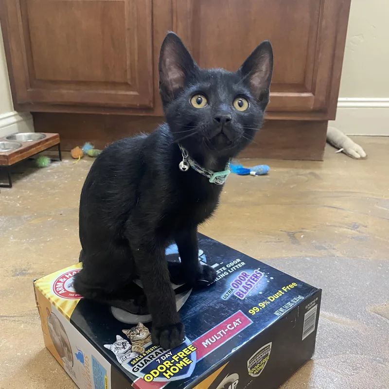 A baby medium-sized male Black Bombay cat named Buzz for adoption in Mission Viejo, CA
