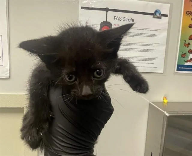A baby small-sized female Domestic Long Hair cat named Lana for adoption in Ontario, CA
