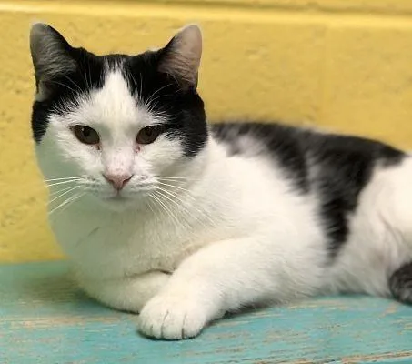 An adult small-sized female Domestic Short Hair cat named Marnie for adoption in Pottsville, PA
