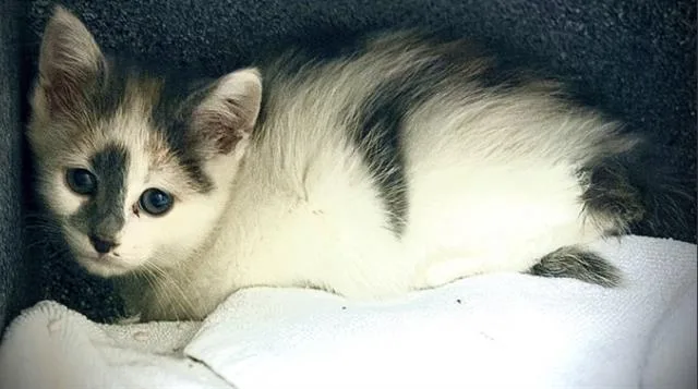 A baby small-sized female Domestic Short Hair cat named Minka for adoption in Colorado Springs, CO