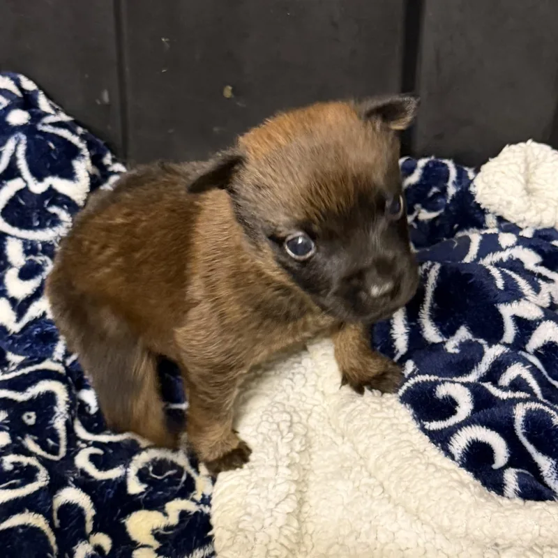 A baby large-sized male Bicolor Belgian Shepherd / Malinois dog named Elliott for adoption in Hamilton , NJ