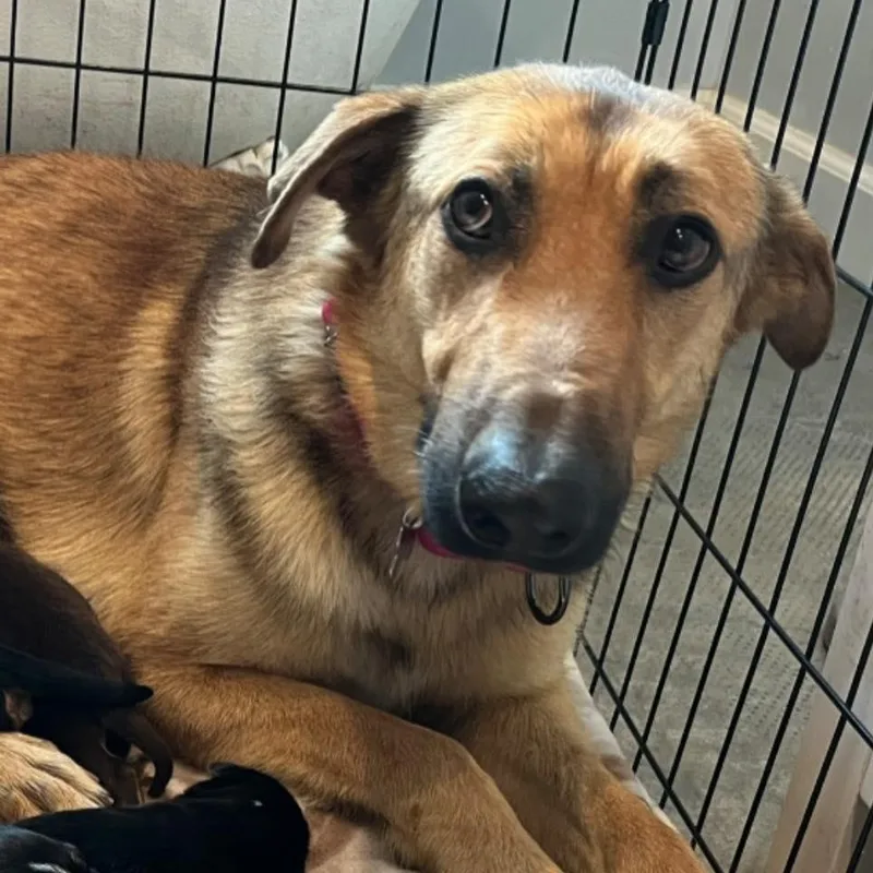A young medium-sized female Golden Shepherd dog named Luna for adoption in Agua Dulce, CA