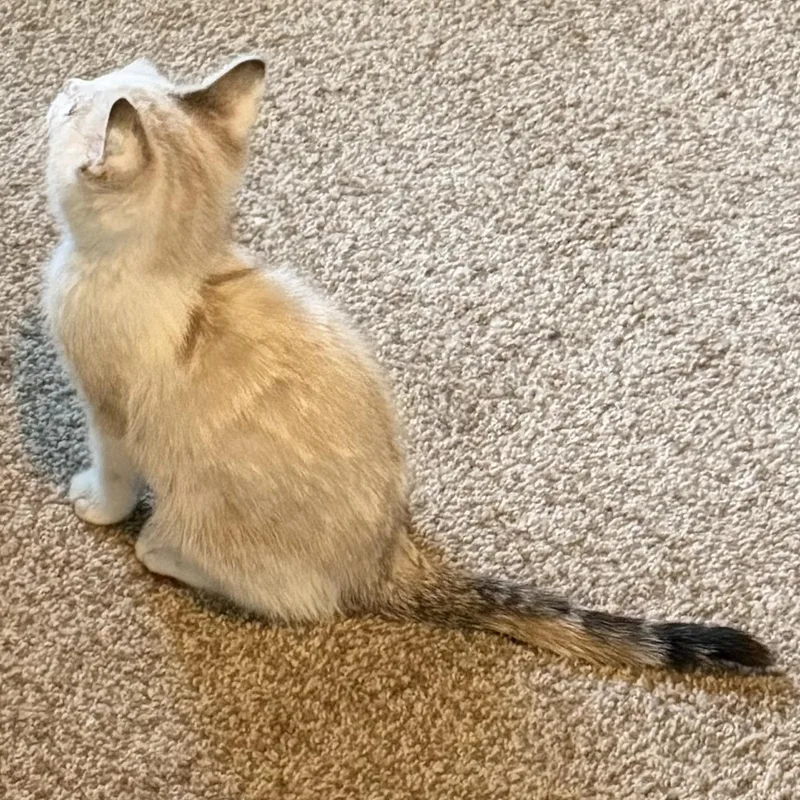 A baby medium-sized female Buff / Tan / Fawn Domestic Short Hair cat named Leclerc for adoption in Pasco, WA