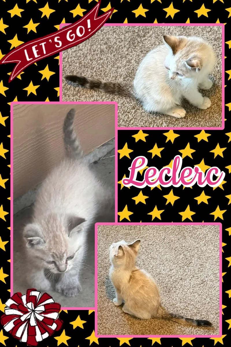 Leclerc thumbnail 3