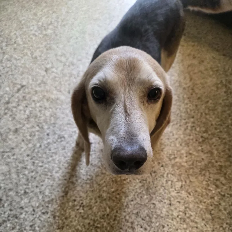 An adult medium-sized male Black Beagle dog named Walter for adoption in Brownsboro, AL