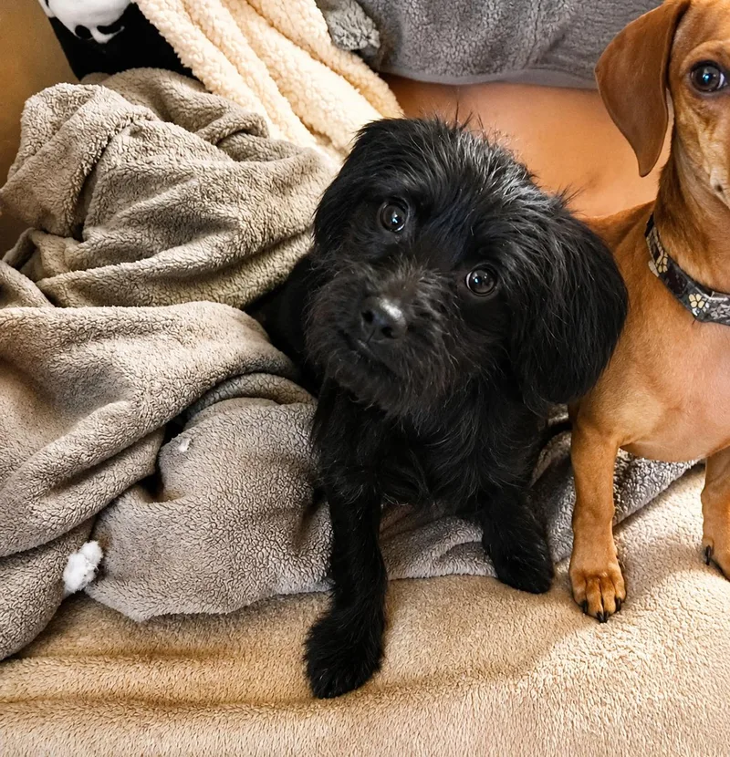 A baby medium-sized male Black Terrier dog named Rolex for adoption in Uxbridge, MA