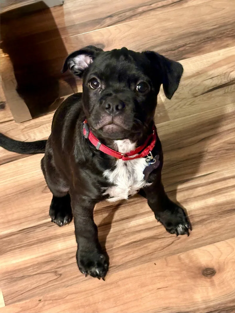 A baby medium-sized male Mixed Breed dog named Dustin for adoption in De Pere, WI