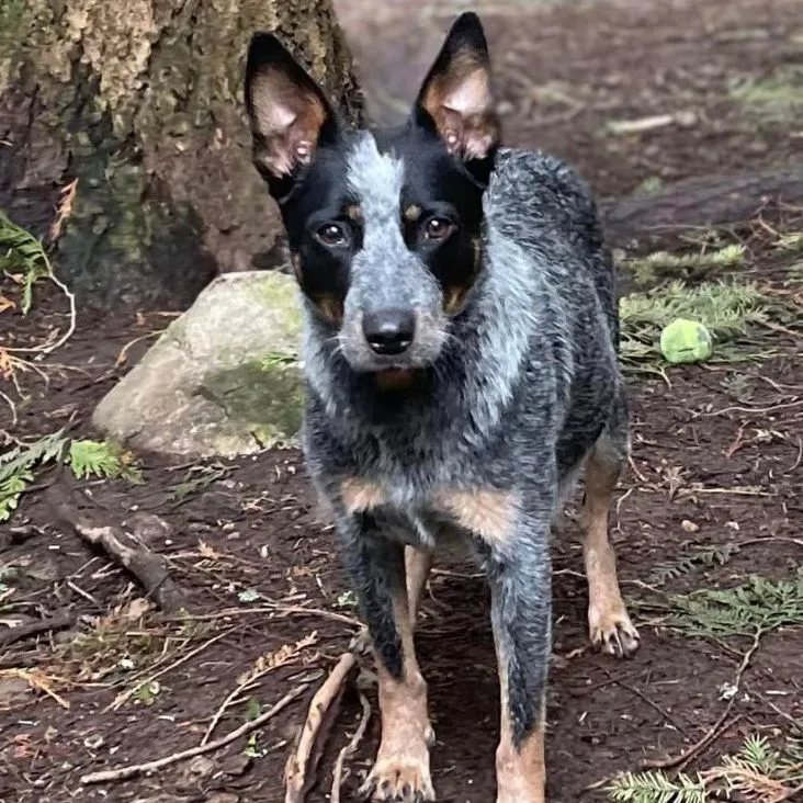 An adult medium-sized female Black Australian Cattle Dog / Blue Heeler dog named Daisy Jayne for adoption in Graham, WA