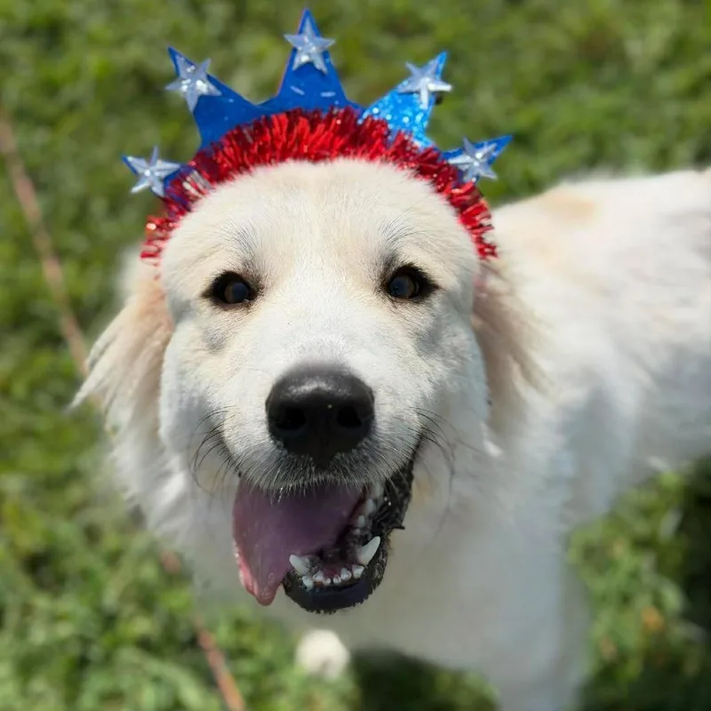An adult medium-sized female White / Cream Great Pyrenees dog named Baby Love for adoption in Buffalo, MN