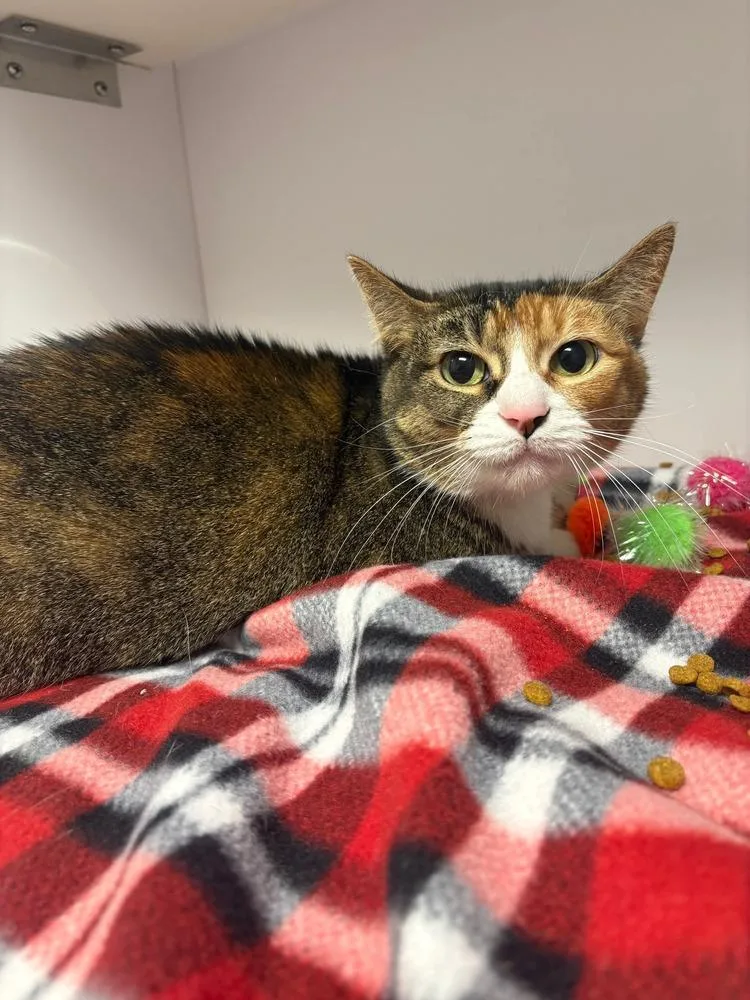 A young medium-sized female Domestic Short Hair cat named Chaos for adoption in Bolivar, MO