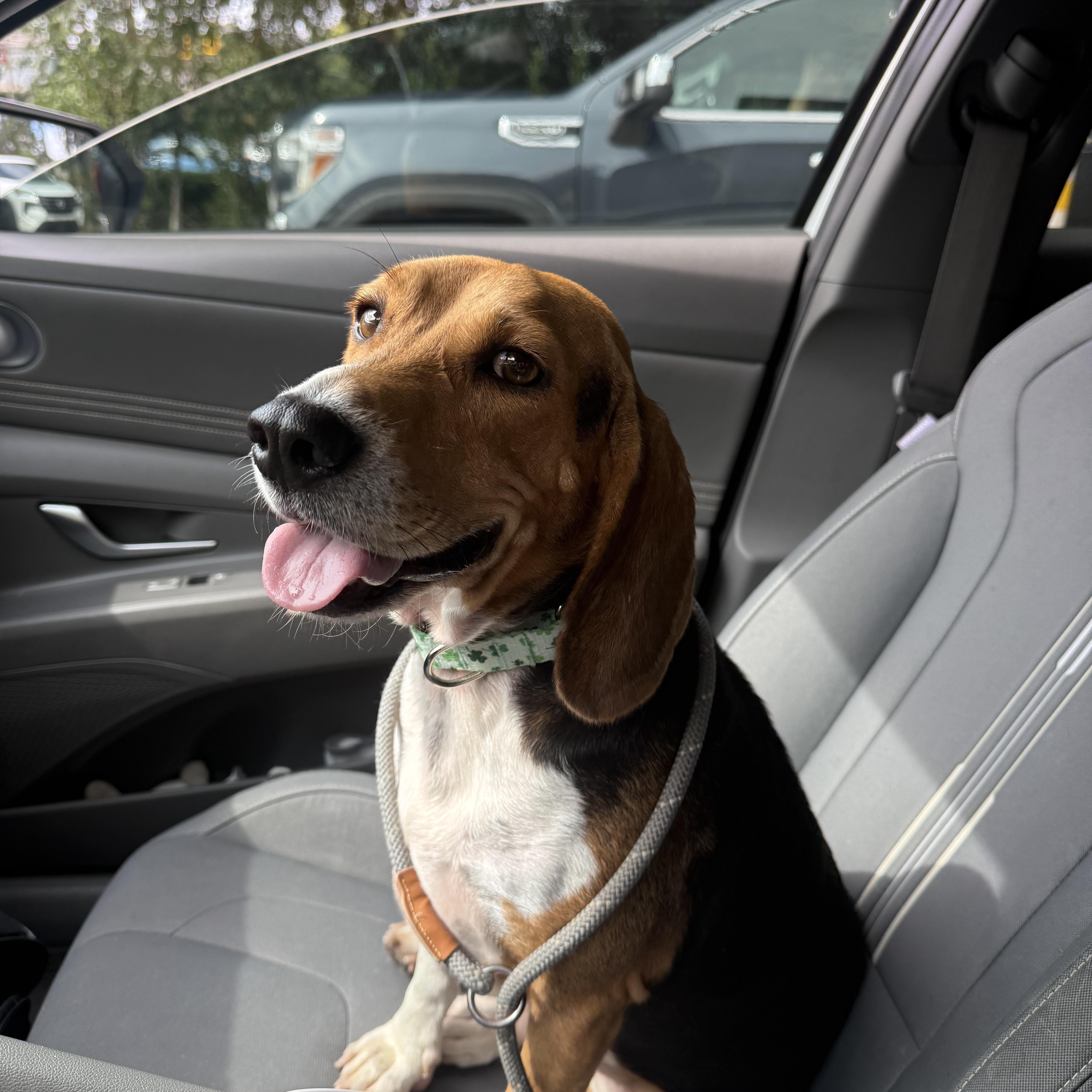 A young medium-sized male Beagle dog named Ranger for adoption in Fairhope, AL