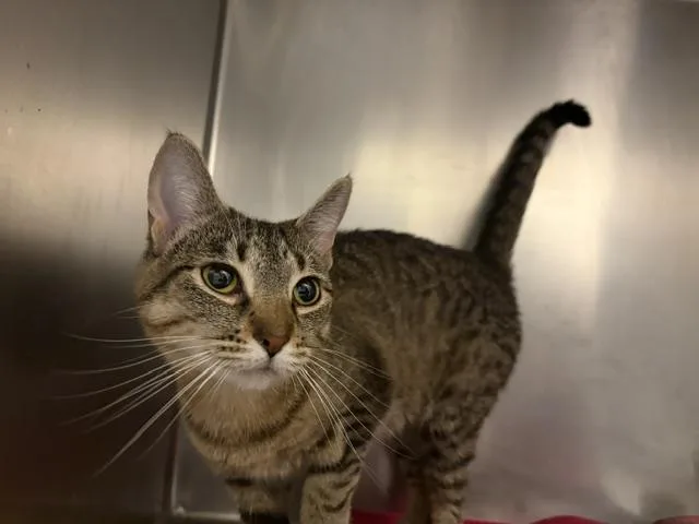 A young medium-sized female Domestic Short Hair cat named Skittles for adoption in Fort Wayne, IN