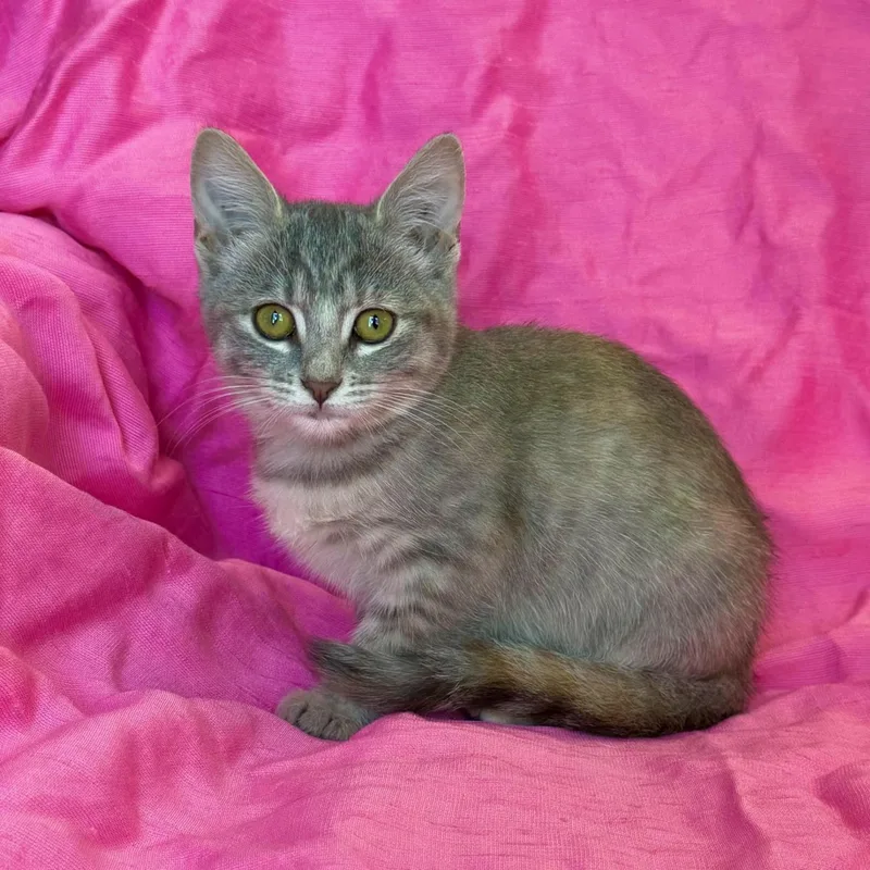 A baby medium-sized female Domestic Short Hair cat named Leslie for adoption in Rowland Heights, CA