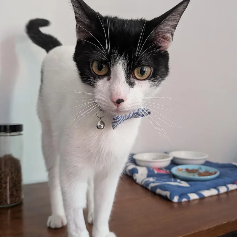 A young small-sized female White Domestic Short Hair cat named Tajin Jalapeno for adoption in Brooklyn, NY