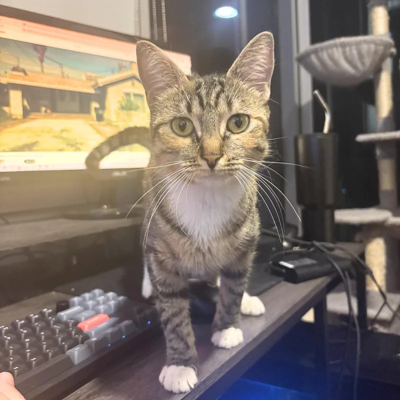 A young medium-sized female Domestic Short Hair cat named Delgato for adoption in Brooklyn, NY