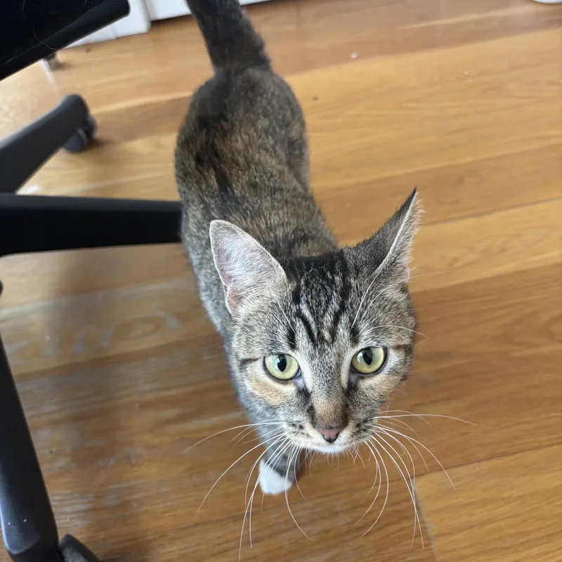Delgato thumbnail 2