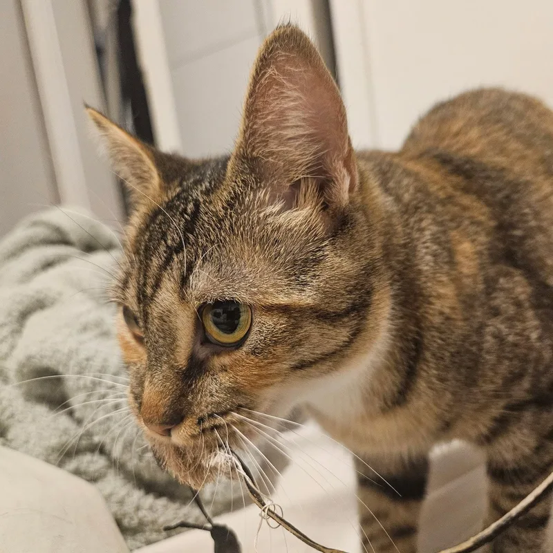 Delgato thumbnail 3
