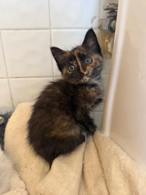 A young small-sized female Domestic Short Hair cat named Revali for adoption in Aurora, CO