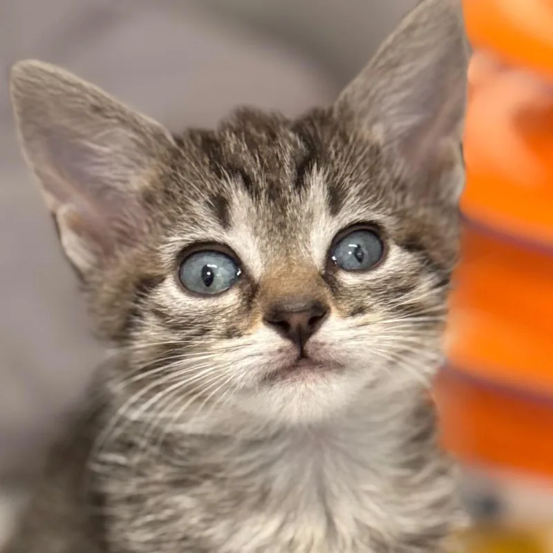 A baby small-sized male Domestic Short Hair cat named Muffin of Eclair for adoption in Cumming, GA