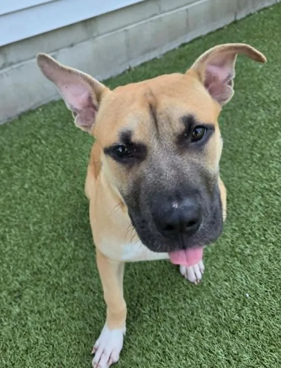 A baby medium-sized male Golden Pit Bull Terrier dog named Ben for adoption in Fall River, MA
