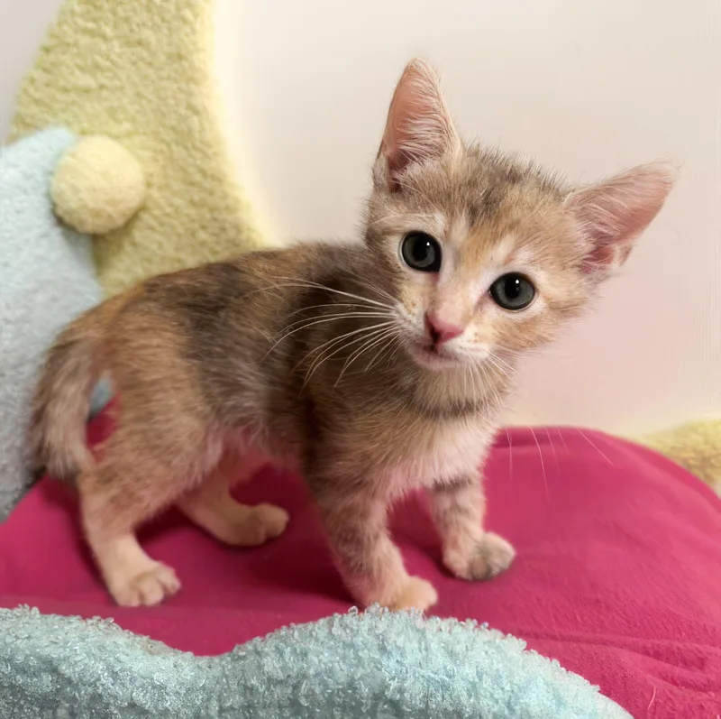 A baby medium-sized female Domestic Short Hair cat named Lena for adoption in Nashville, TN