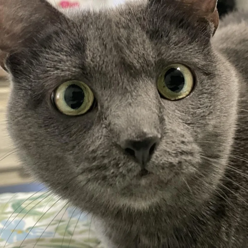 A senior large-sized female Gray / Blue / Silver Domestic Short Hair cat named Cannoli for adoption in Harrisonburg, VA