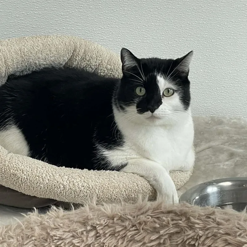 Forklift Felix thumbnail 2