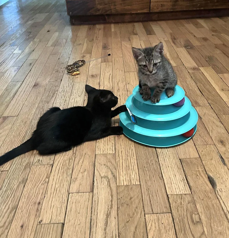 A baby medium-sized male American Shorthair cat named Skeeter for adoption in Monticello, MS