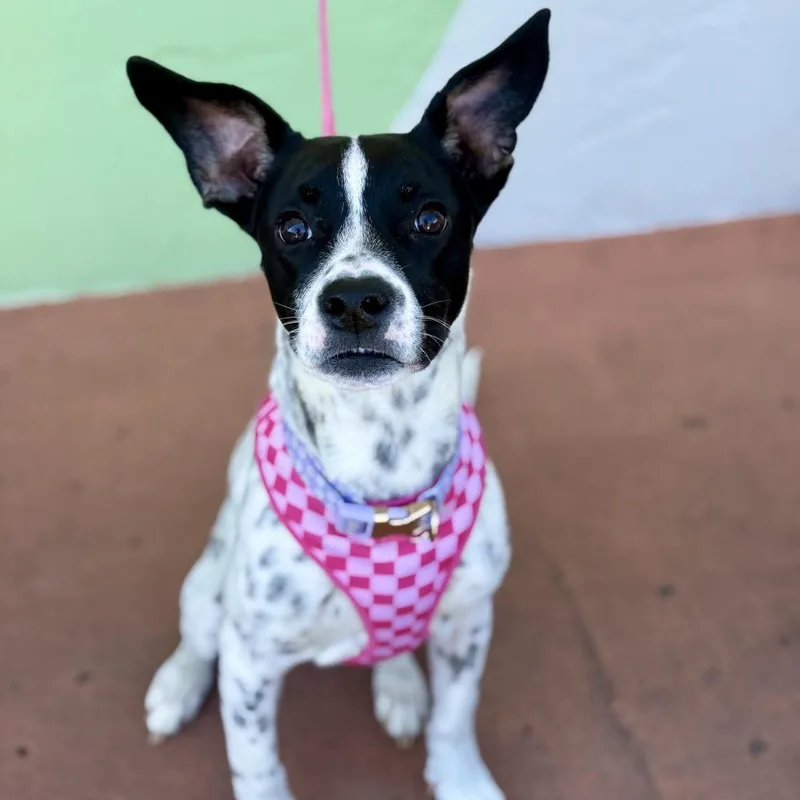 A young medium-sized female Pointer dog named Rosa for adoption in Fort Lauderdale, FL