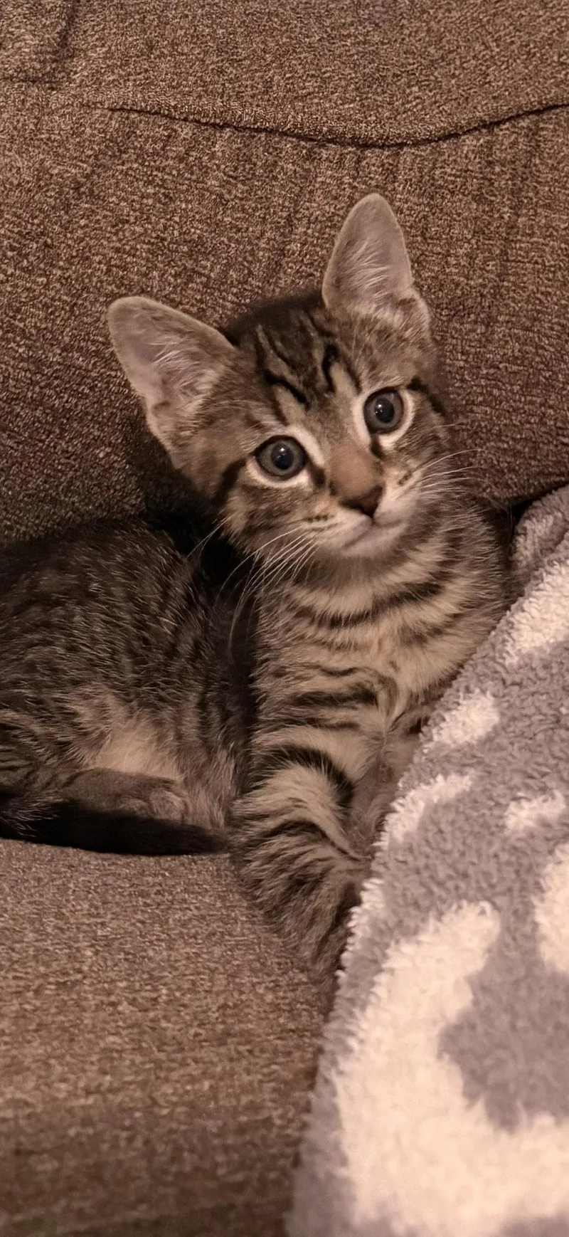 A baby medium-sized male Domestic Short Hair cat named Allie for adoption in Glendale, AZ