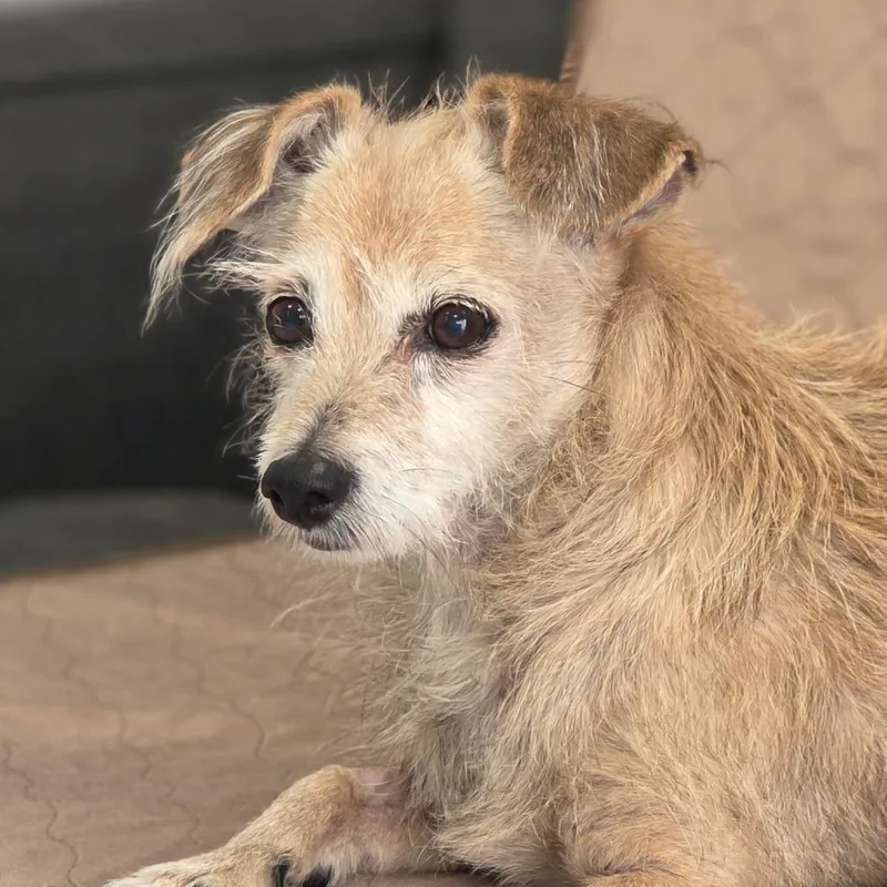 An adult small-sized female Yellow / Tan / Blond / Fawn Mixed Breed dog named Doreen for adoption in Huntsville, AL