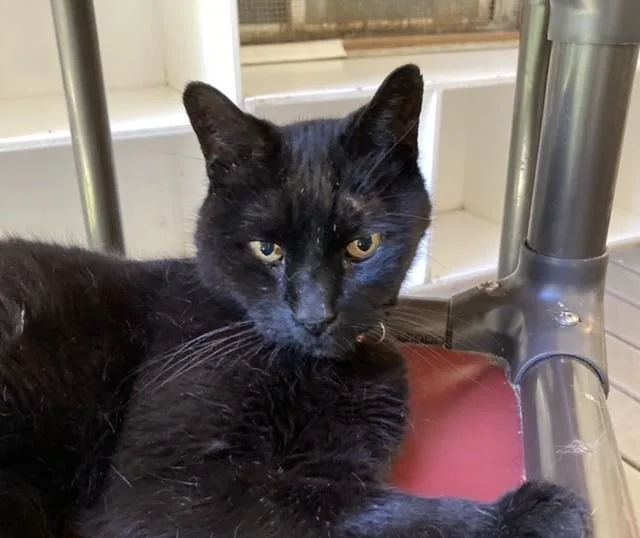 A senior large-sized male Domestic Short Hair cat named Avid for adoption in Huntington, NY