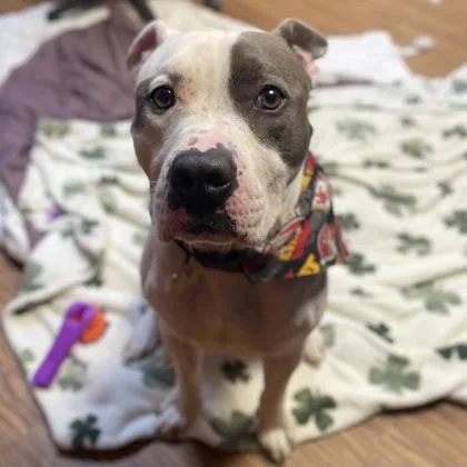 An adult large-sized male Mixed Breed dog named Cake for adoption in Merriam, KS
