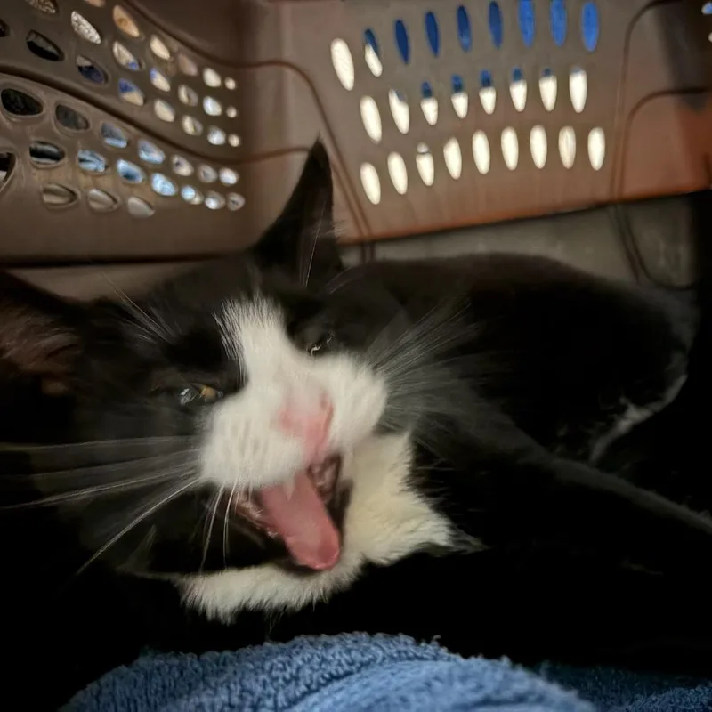 An adult large-sized female Black Domestic Short Hair cat named Gravy Train for adoption in Tacoma, WA
