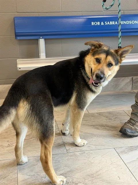 An adult medium-sized male German Shepherd Dog dog named Diesel for adoption in Canfield, OH