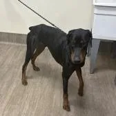 An adult medium-sized male Black Doberman Pinscher dog named Ernie for adoption in Pasadena, CA