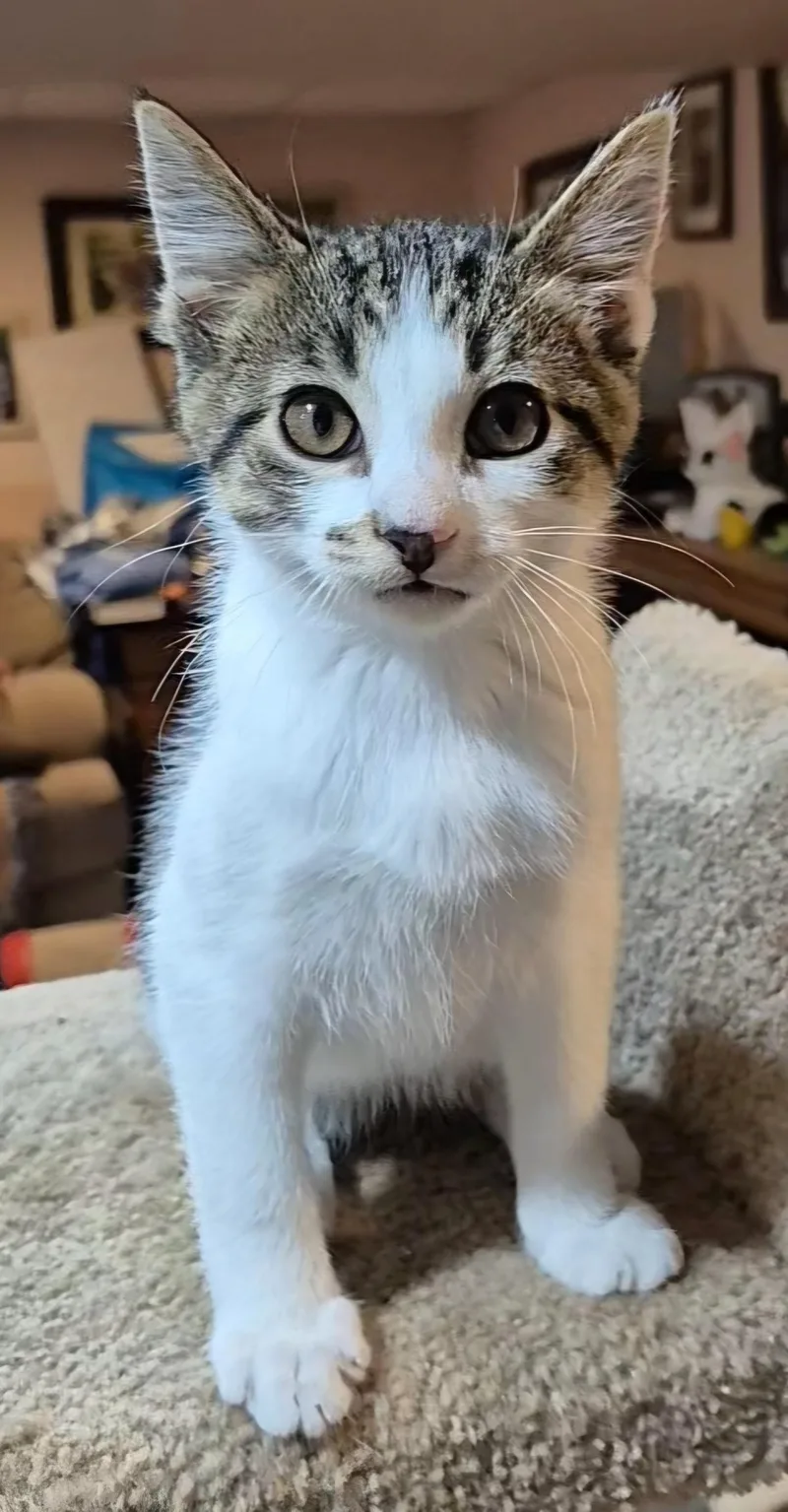 A baby medium-sized male Tabby (Brown / Chocolate) Domestic Short Hair cat named Clive for adoption in Milwaukee, WI