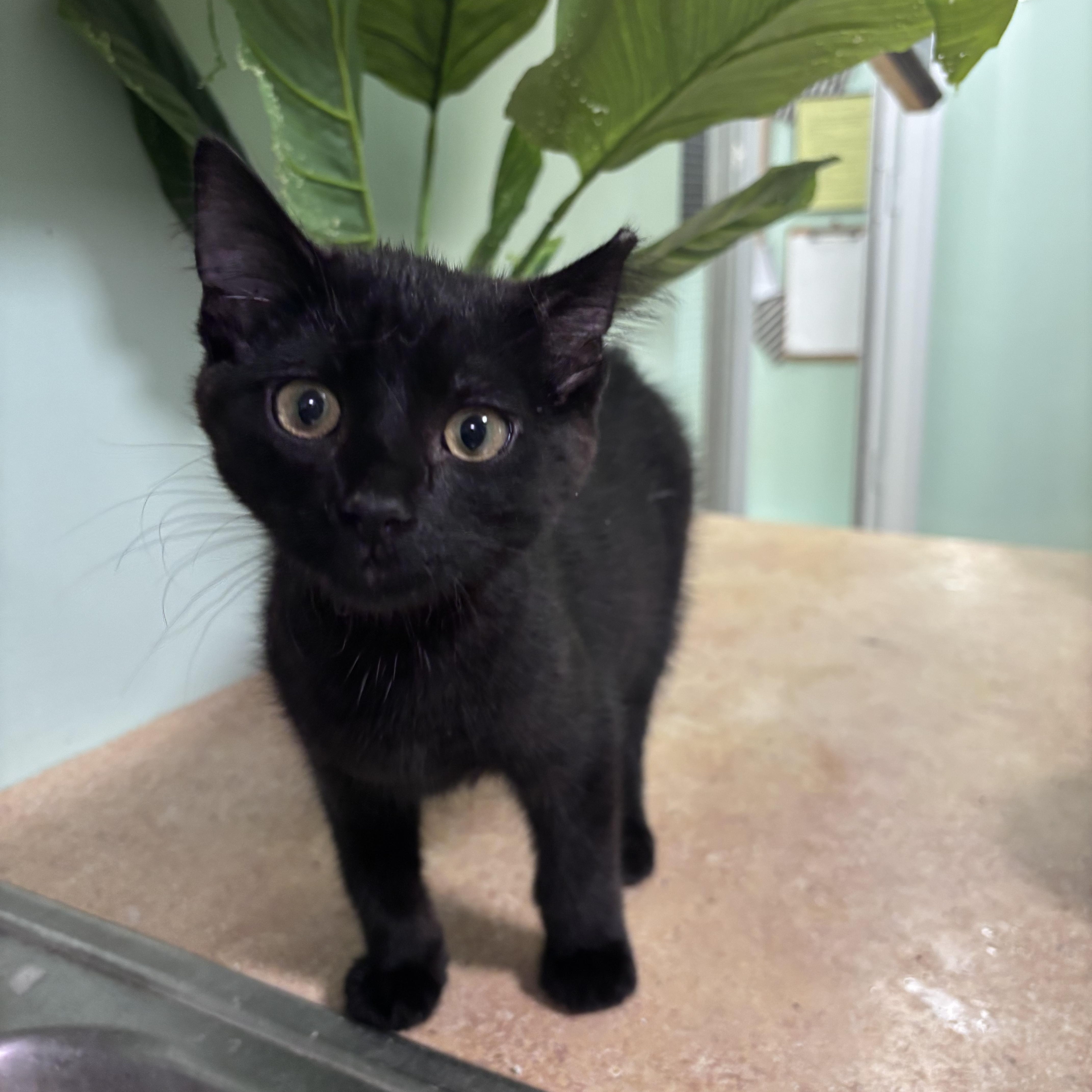 A baby small-sized male Black Domestic Short Hair cat named Ryder for adoption in Franklin, IN