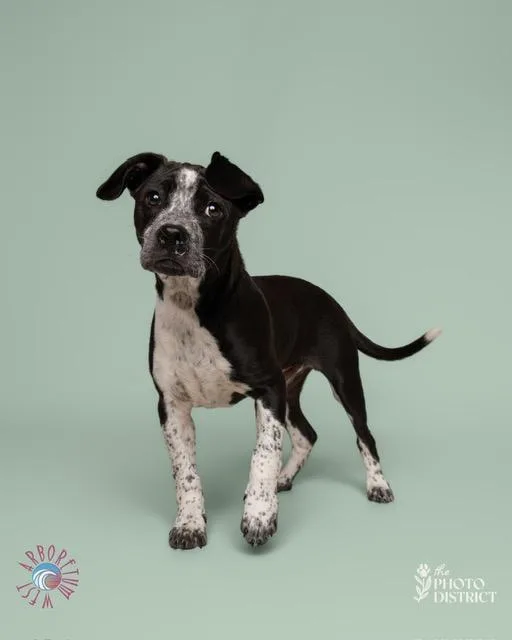 A baby medium-sized male Black American Staffordshire Terrier dog named Gary for adoption in Manhasset, NY