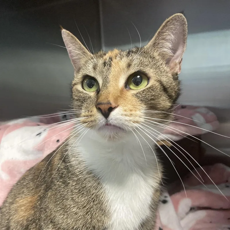 An adult large-sized female Torbie Domestic Short Hair cat named Cleo for adoption in Greensboro, NC