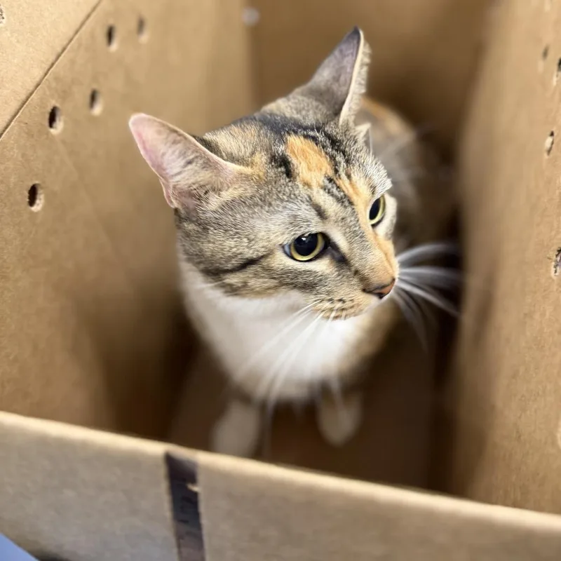 Cleo thumbnail 2