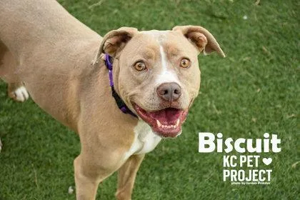 Biscuit