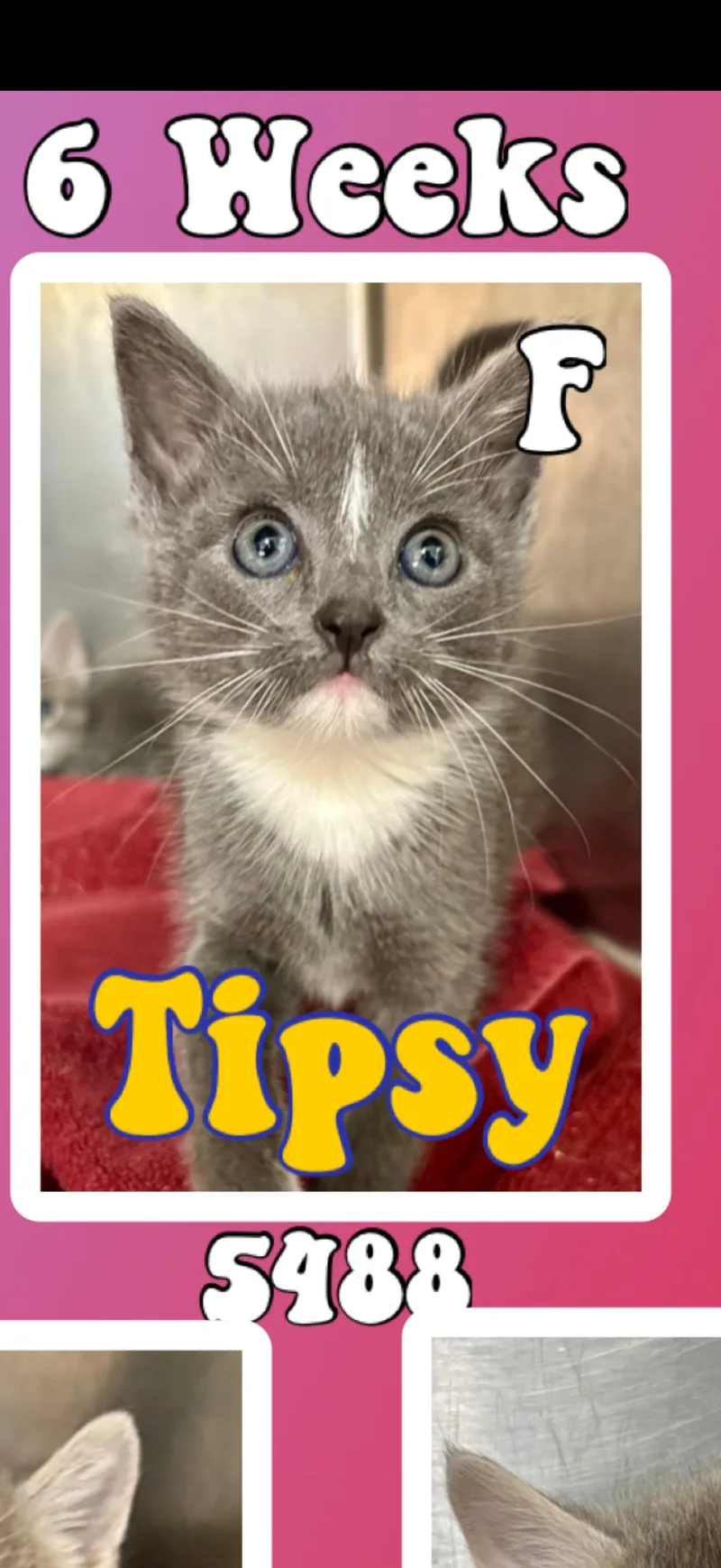 A baby medium-sized female Gray & White American Shorthair cat named Tipsy for adoption in Marvin, NC