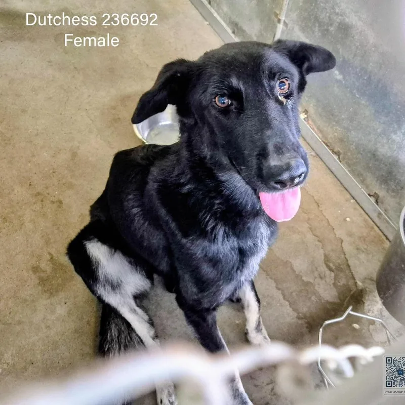 Duchess thumbnail 3