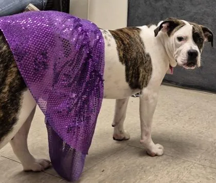 A young medium-sized female Brindle Mixed Breed dog named Nala for adoption in Hamilton, OH