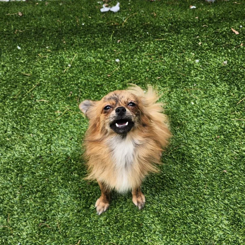 A young small-sized male Brindle Chihuahua dog named Pumpkin Patch for adoption in Bedford, NH