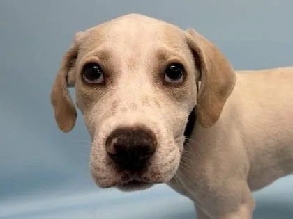 A baby large-sized male Labrador Retriever dog named Luke Seagraves for adoption in Golden Valley, MN