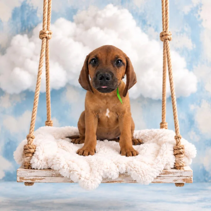A baby small-sized male Black Mouth Cur dog named Elvis for adoption in Lufkin, TX